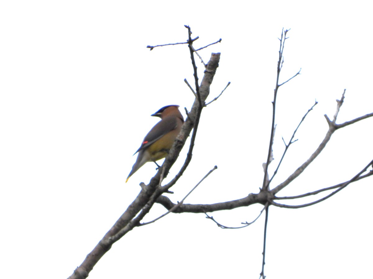 Cedar Waxwing - ML616742595