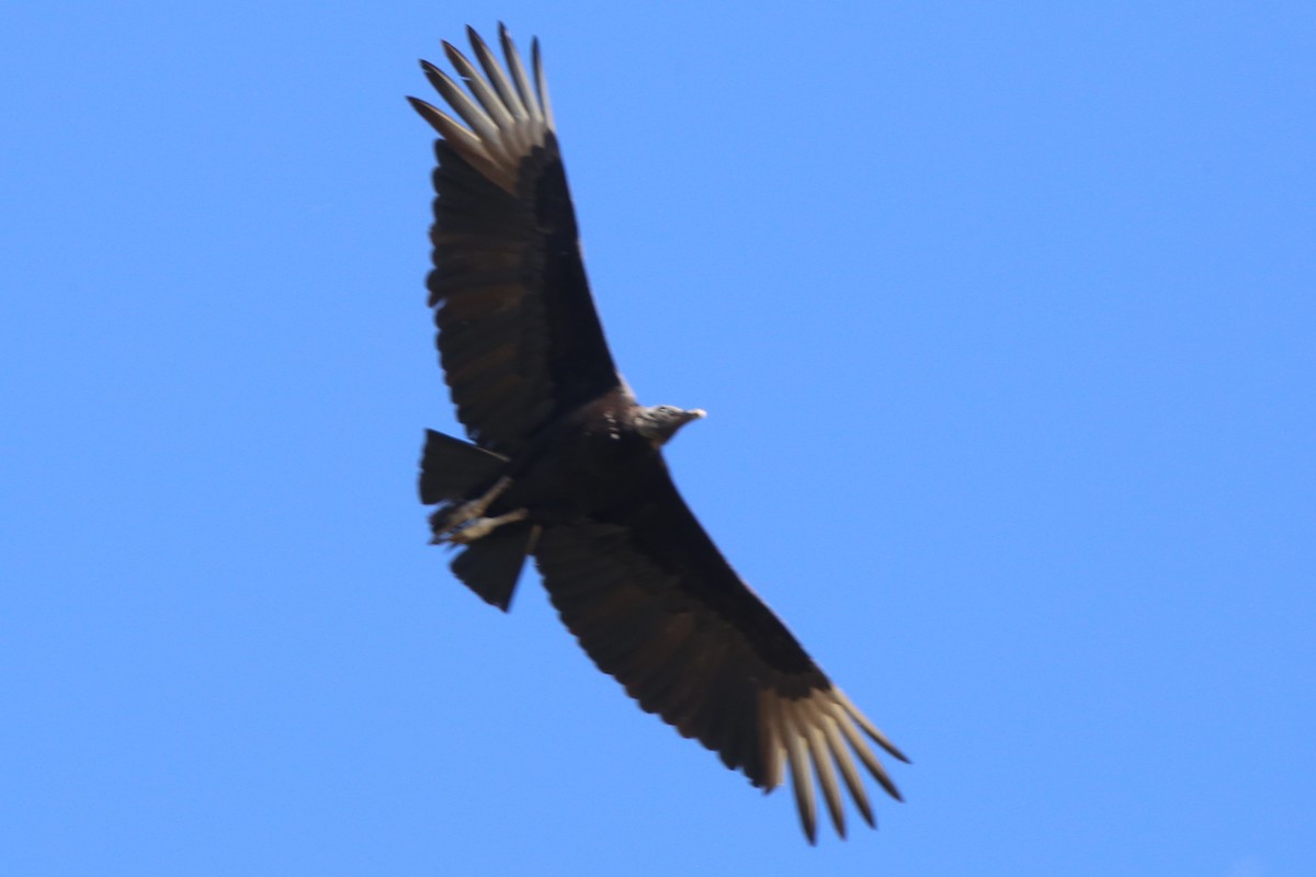 Black Vulture - ML616742600