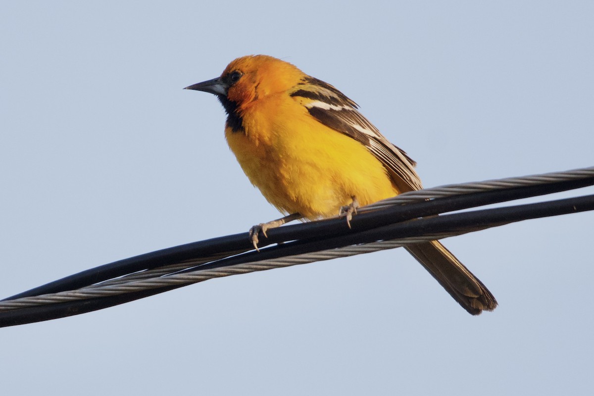 Streak-backed Oriole - ML616742658