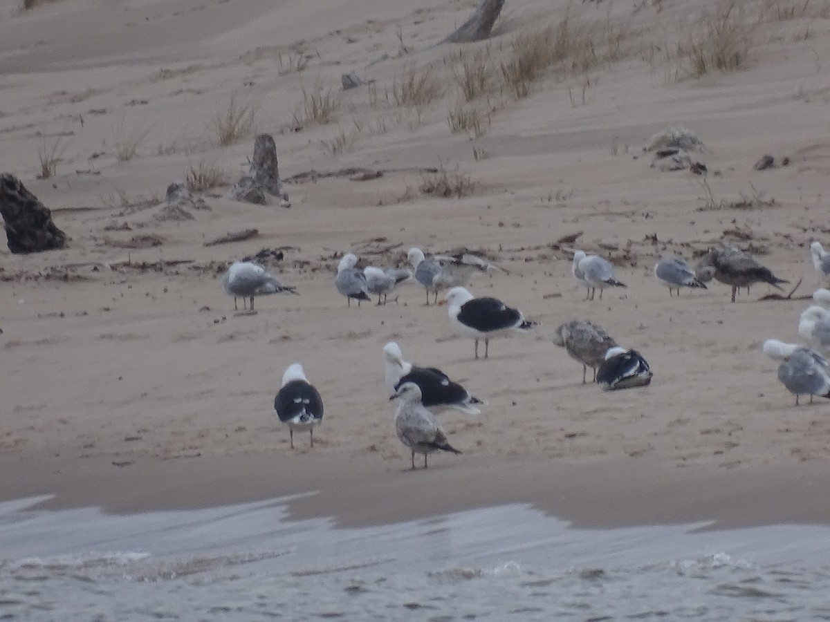 Great Black-backed Gull - ML616742662