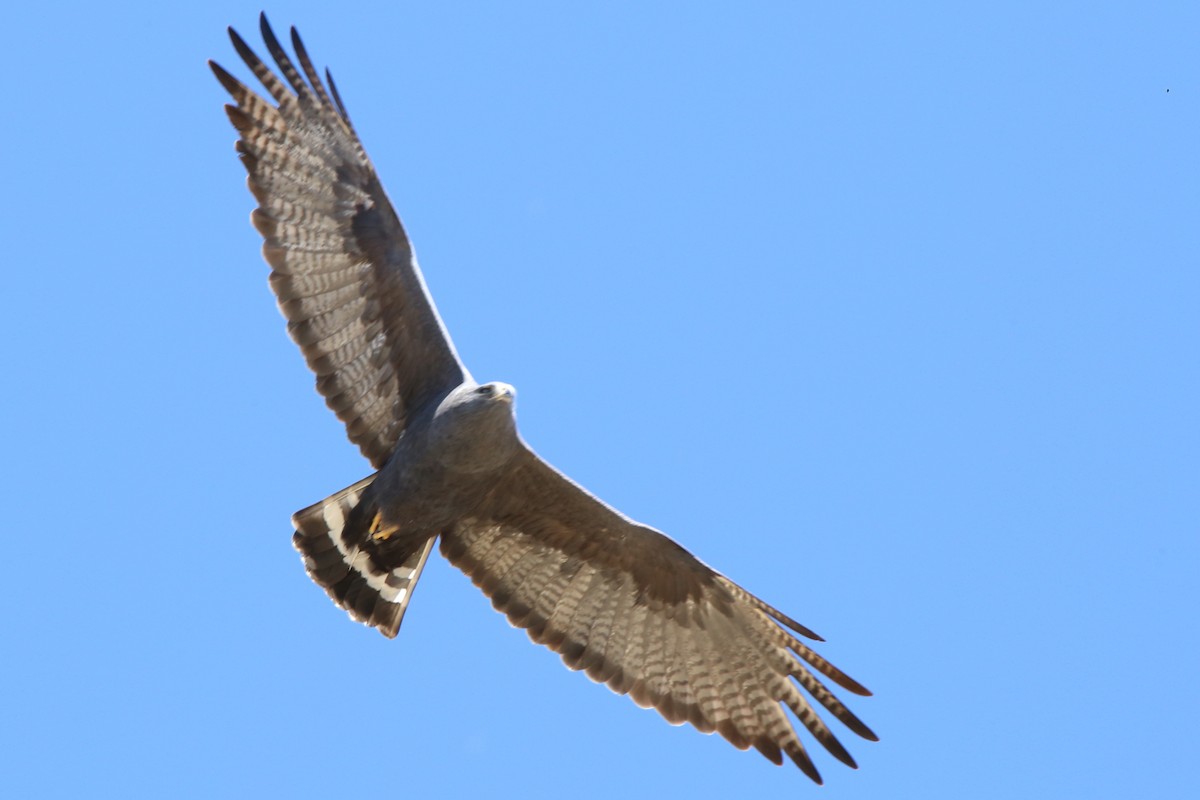 Zone-tailed Hawk - ML616742678