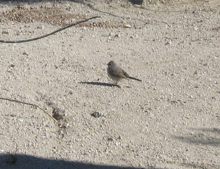 Sagebrush Sparrow - Richard Horwitz