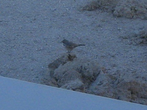 Sagebrush Sparrow - Richard Horwitz