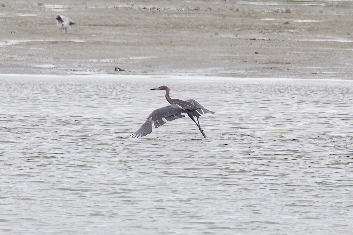 Reddish Egret - ML616742752