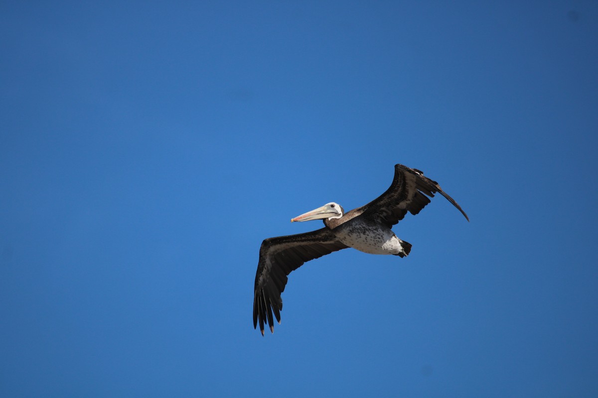 pelikán chilský - ML616742755