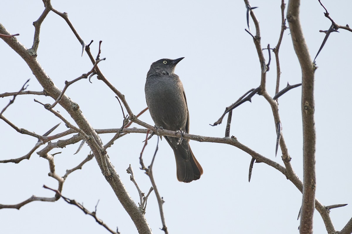 Rusty Blackbird - ML616742759