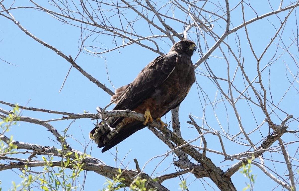 Northern Harrier - ML616742790