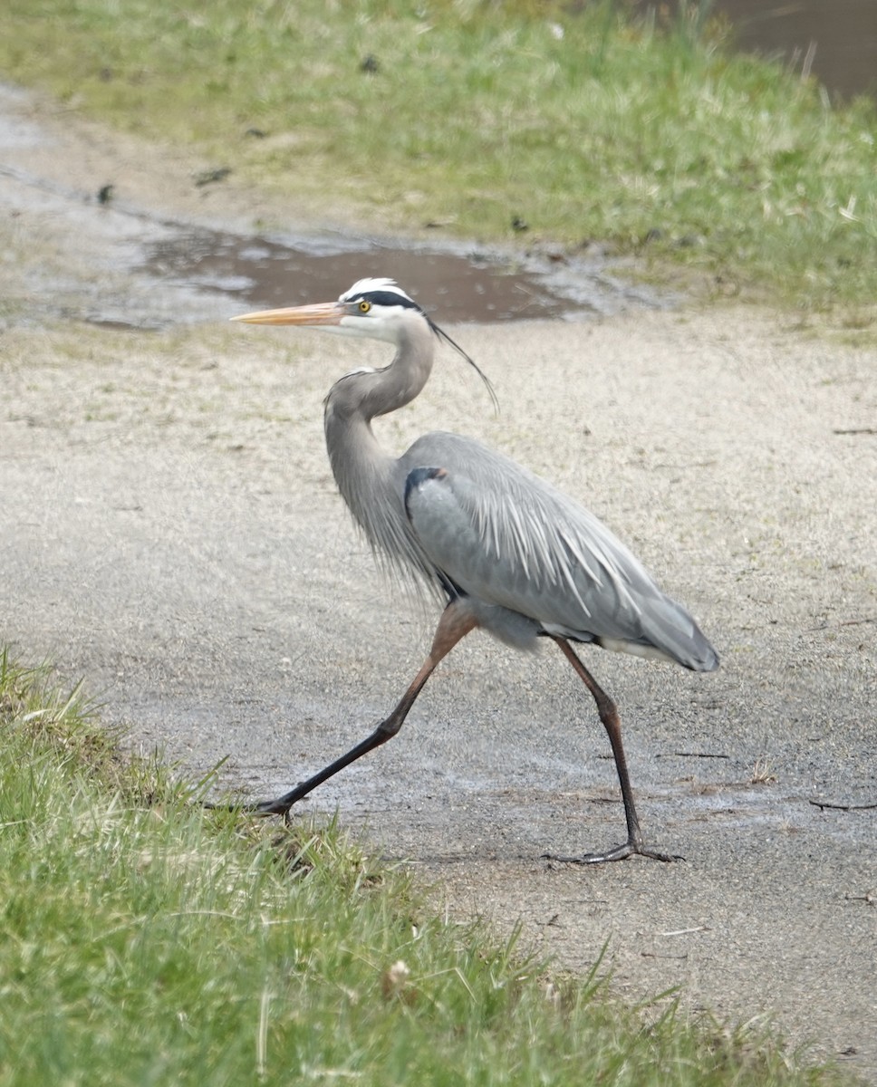 Great Blue Heron - gretchen buxton