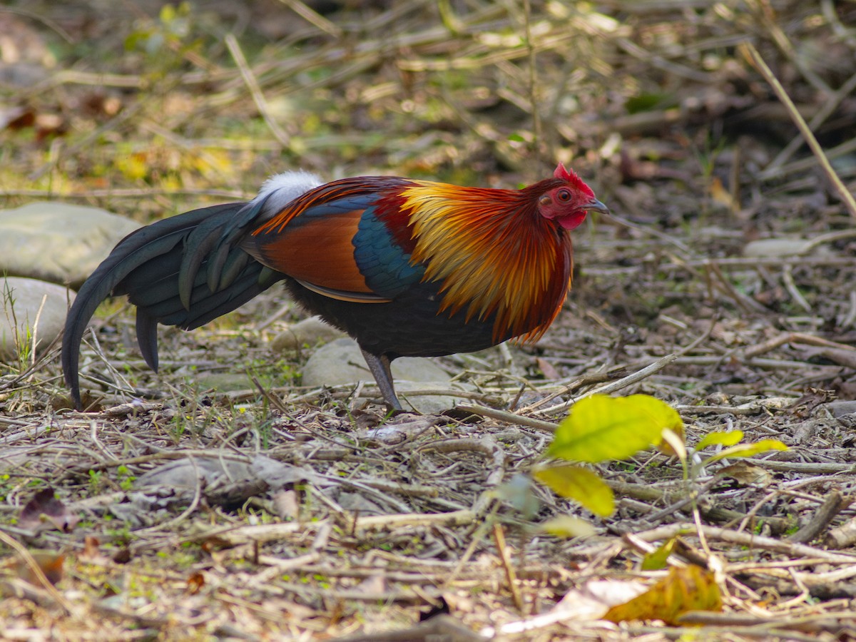 Red Junglefowl - ML616742884