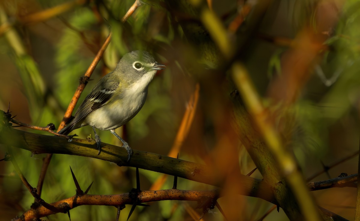 Cassin's/Blue-headed Vireo - Connor Cochrane