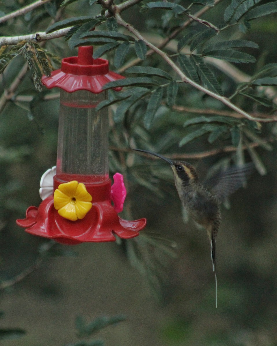 kolibřík šupinkohrdlý - ML616742987