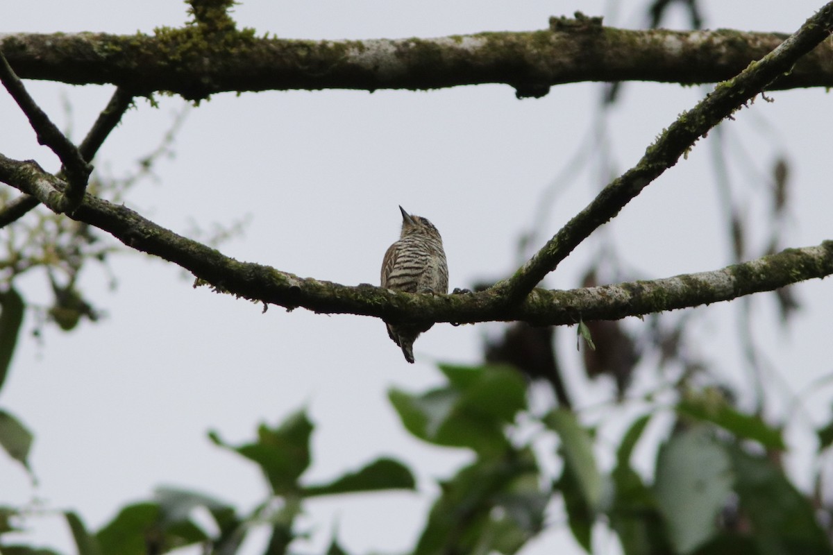 White-barred Piculet - ML616742997