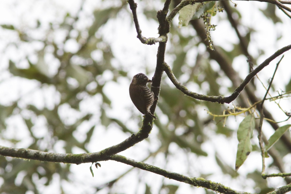 White-barred Piculet - ML616742998