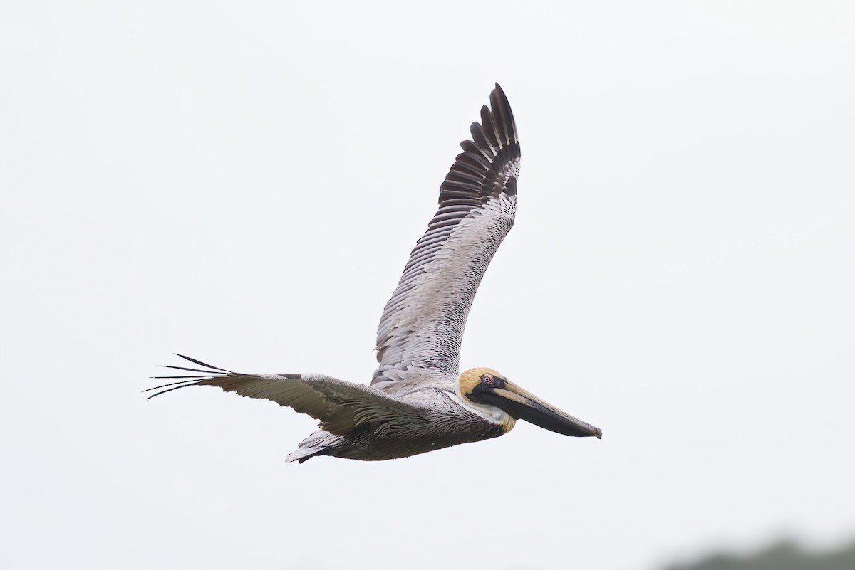 Brown Pelican - ML616743041