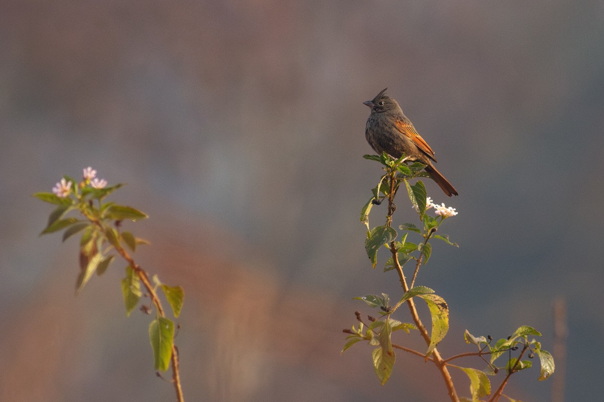 Crested Bunting - Zsombor Károlyi