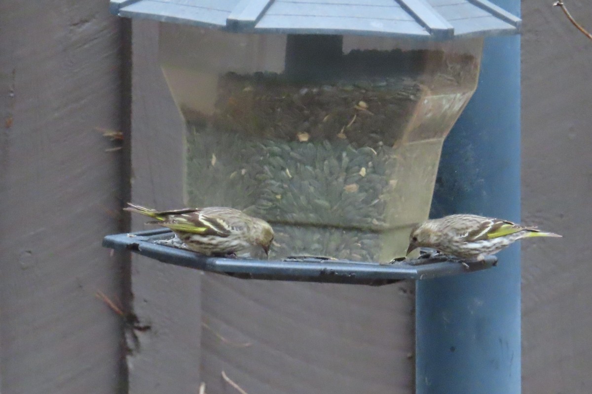 Pine Siskin - ML616743065