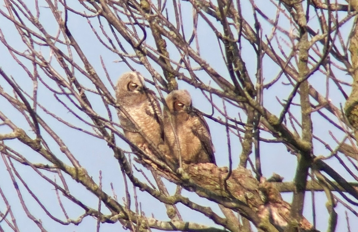 Great Horned Owl - ML616743070