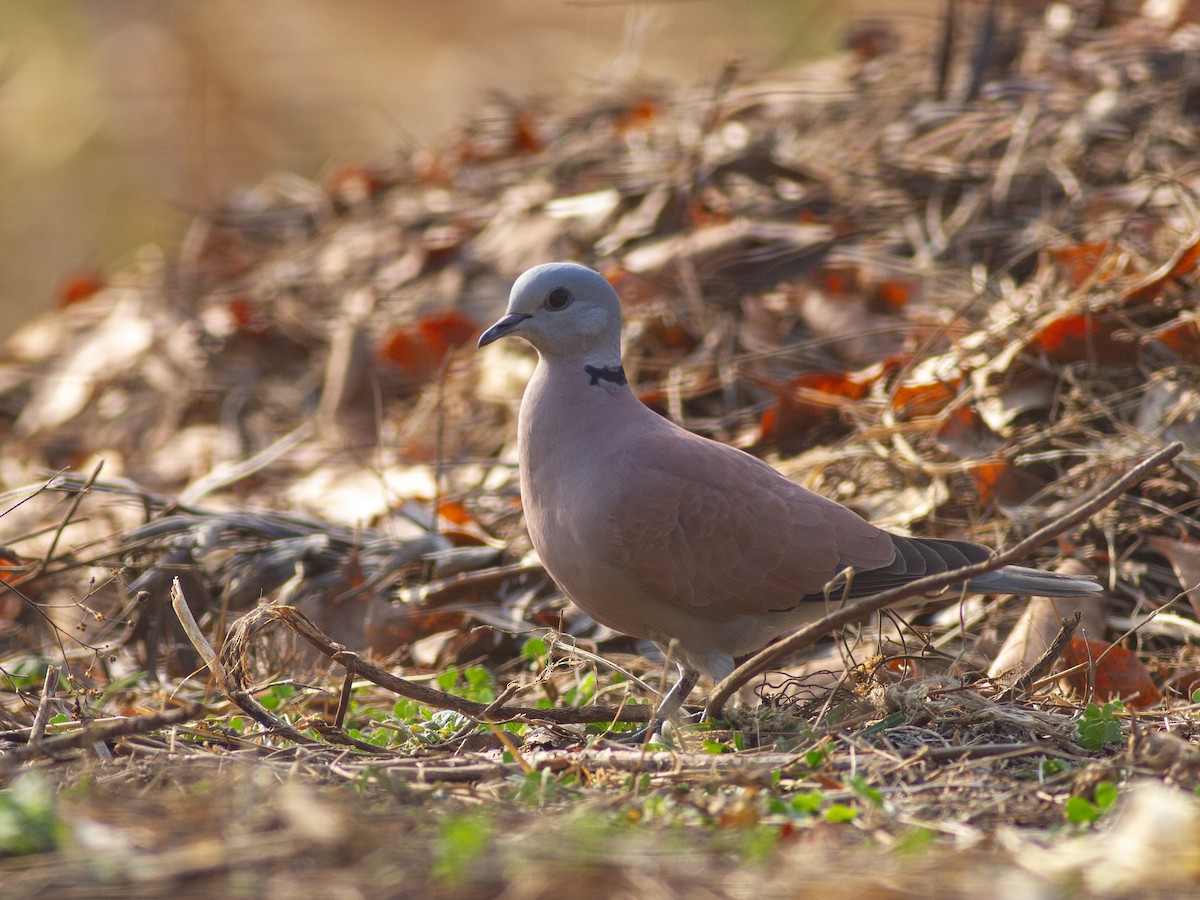 Red Collared-Dove - Zsombor Károlyi