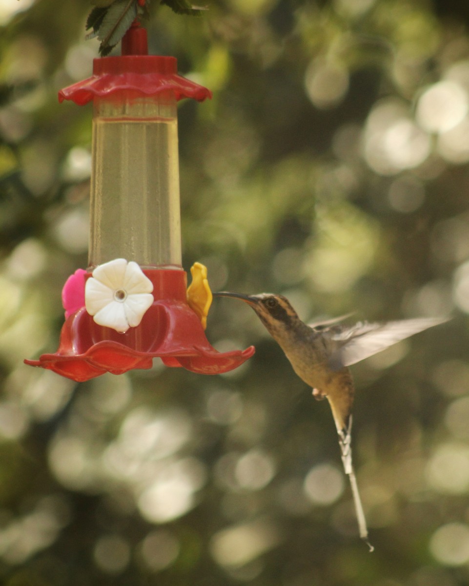 kolibřík šupinkohrdlý - ML616743096