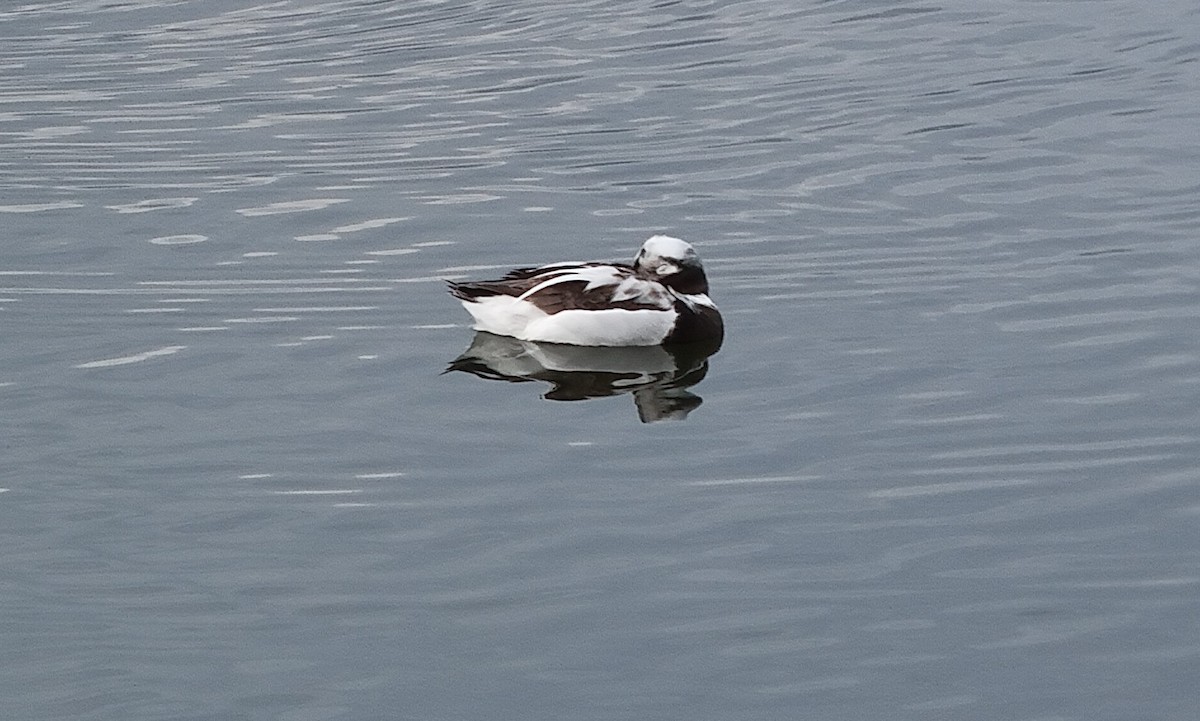 Long-tailed Duck - Paul Salaman