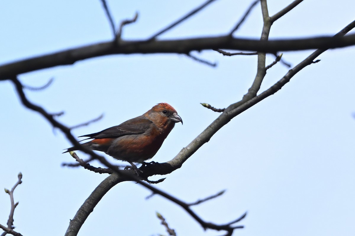 Red Crossbill - ML616743226