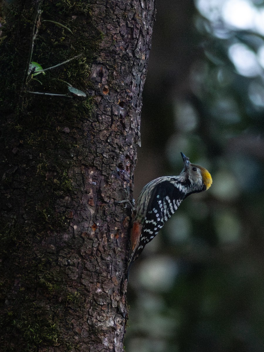 Brown-fronted Woodpecker - ML616743243