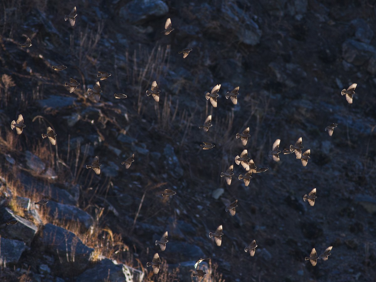 Altai Accentor - Zsombor Károlyi