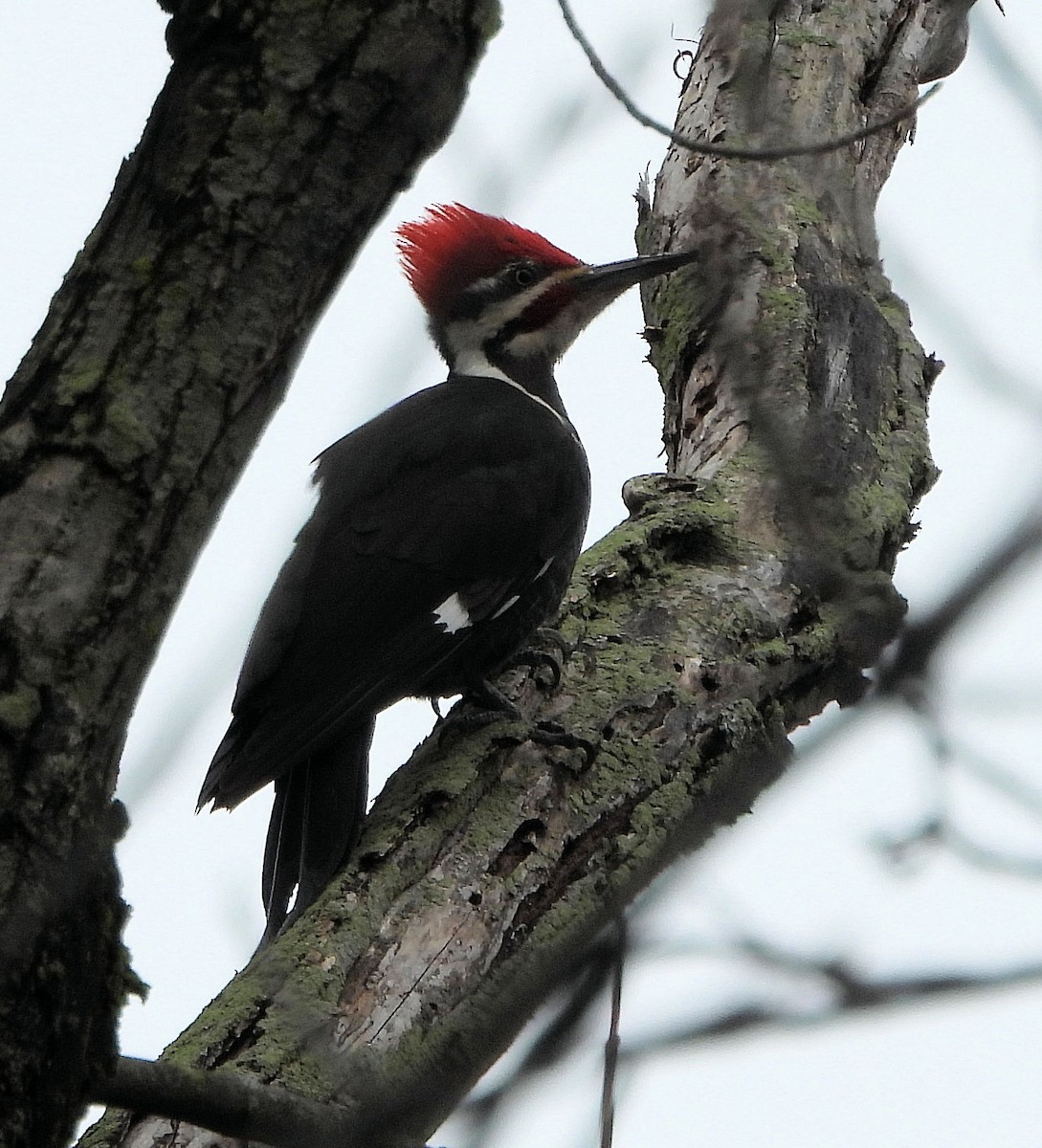 Pileated Woodpecker - ML616743262