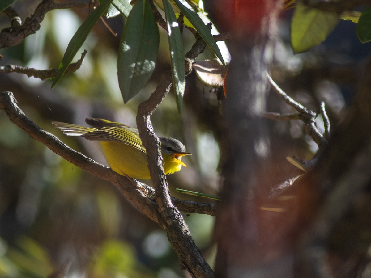 Gray-hooded Warbler - Zsombor Károlyi