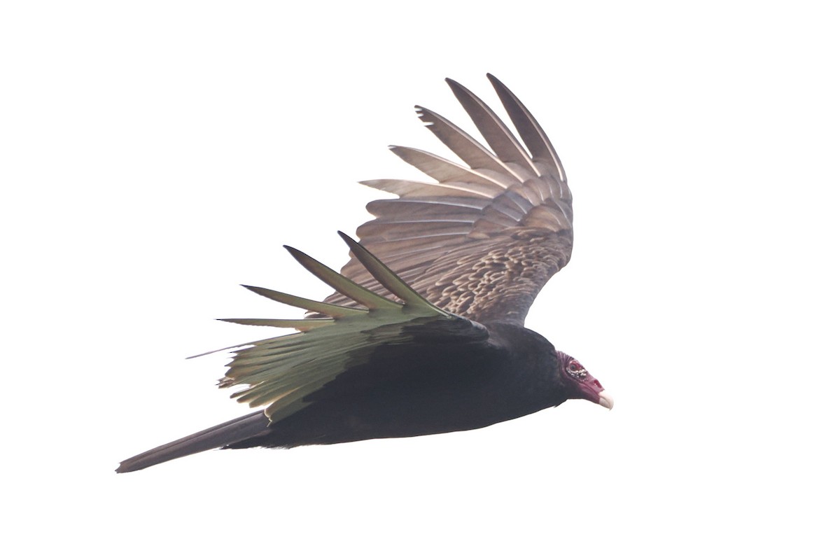Turkey Vulture - ML616743271