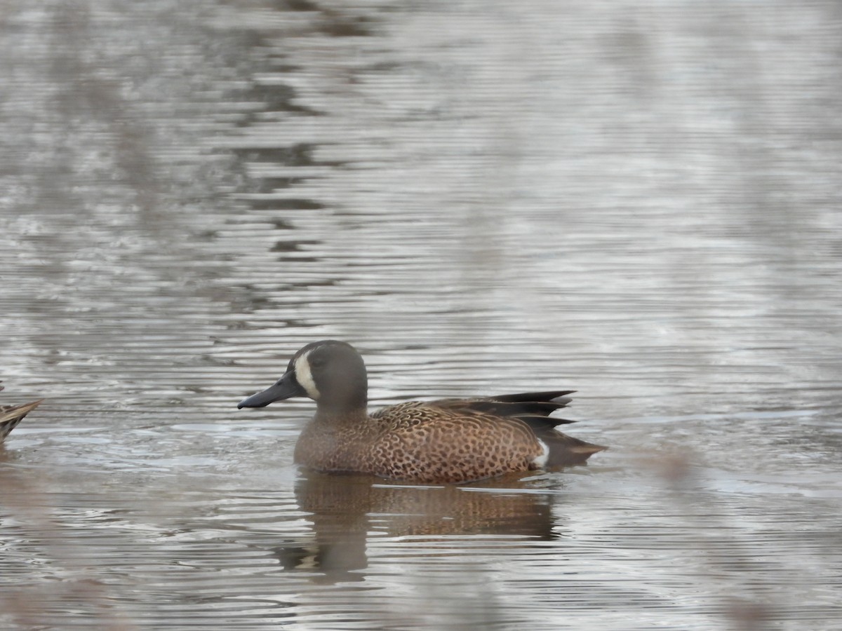 Blue-winged Teal - ML616743287