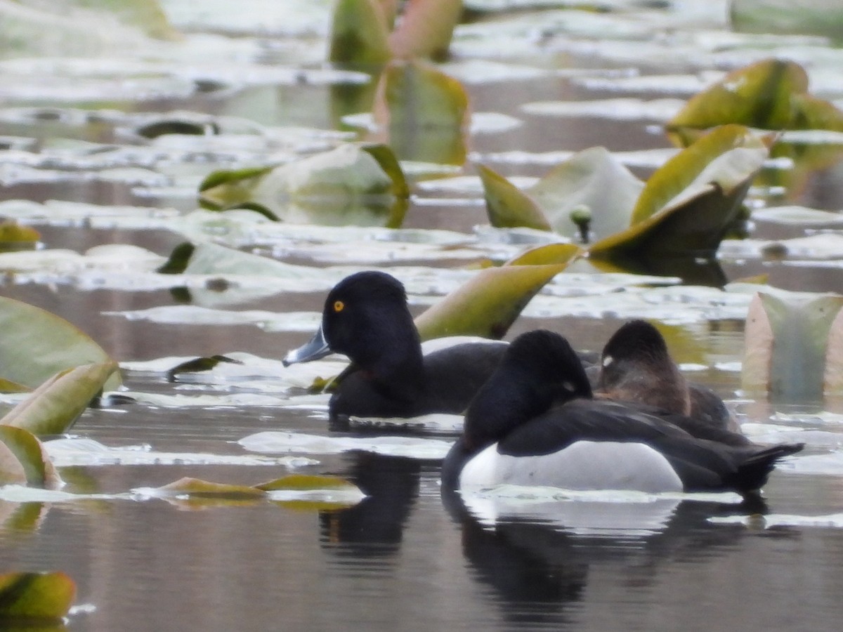 Ring-necked Duck - ML616743306