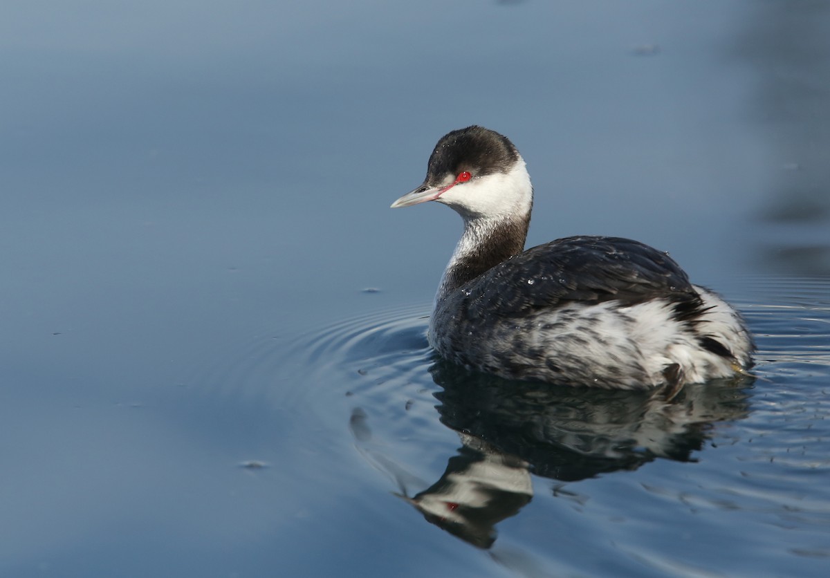 Horned Grebe - ML61674331