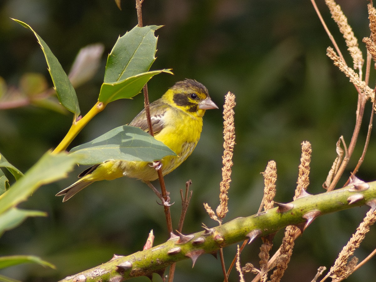 Yellow-breasted Greenfinch - ML616743318