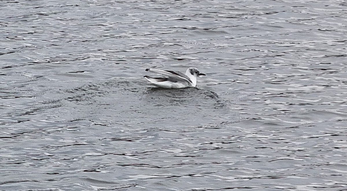 Bonaparte's Gull - ML616743373