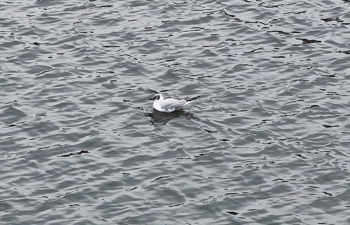 Mouette de Bonaparte - ML616743375