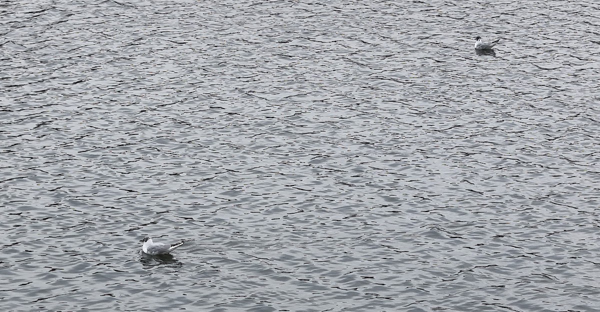 Bonaparte's Gull - ML616743376