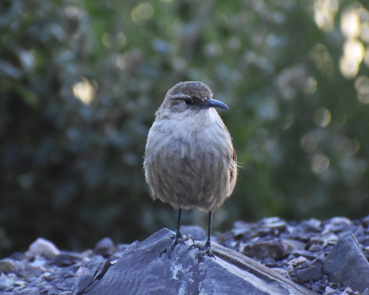 Straight-billed Earthcreeper - ML616743379