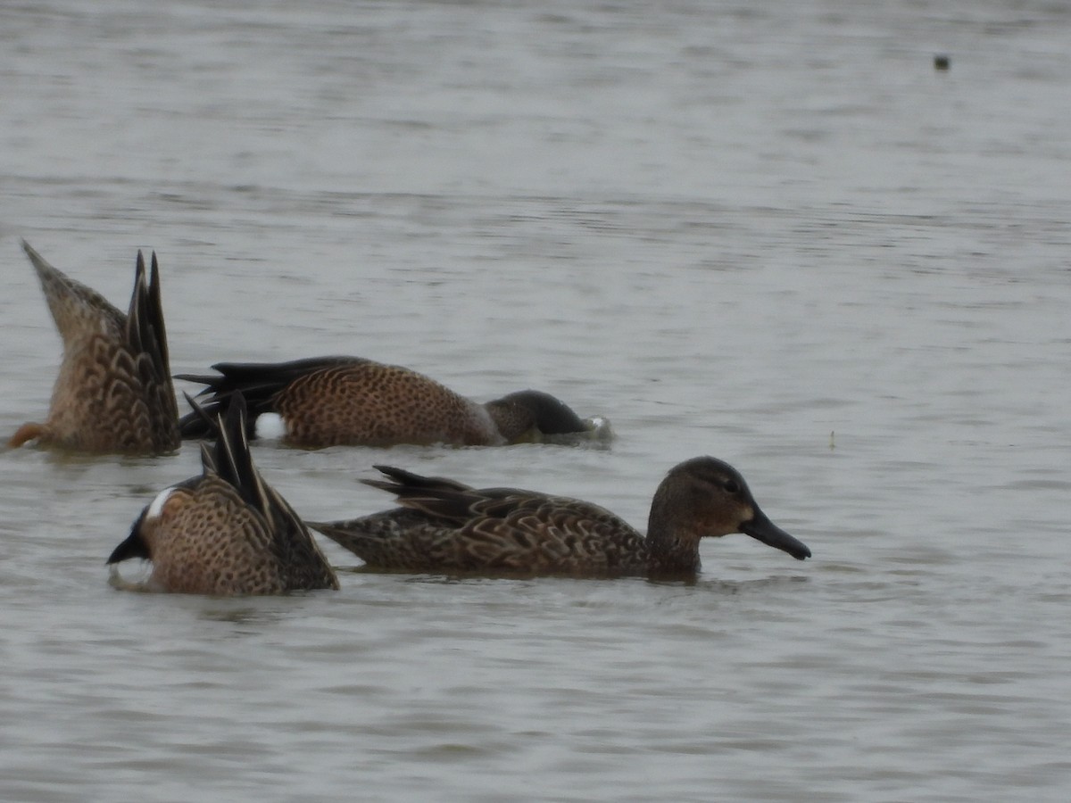 Blue-winged Teal - ML616743385