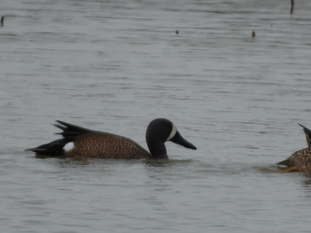 Blue-winged Teal - ML616743386