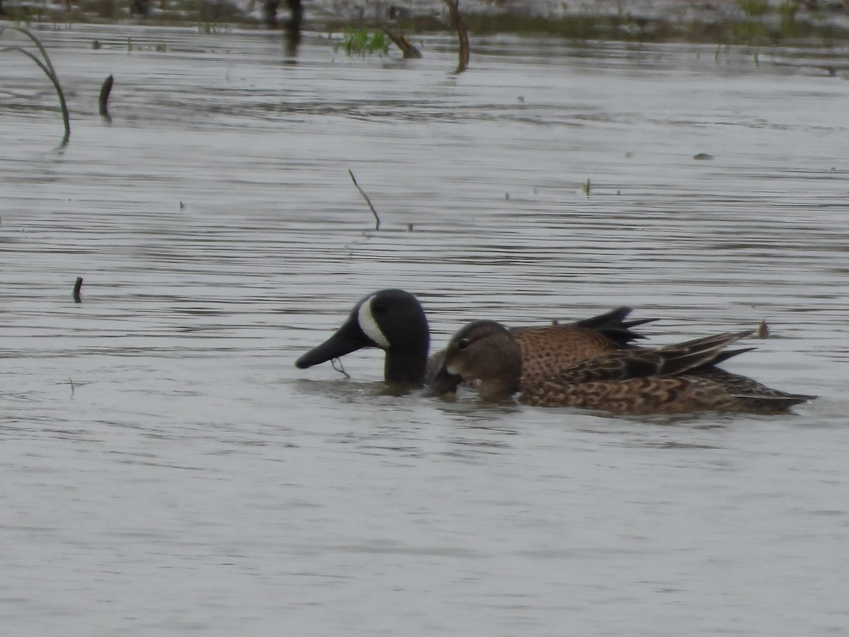 Blue-winged Teal - ML616743387