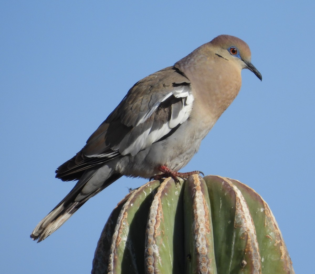 White-winged Dove - ML616743434