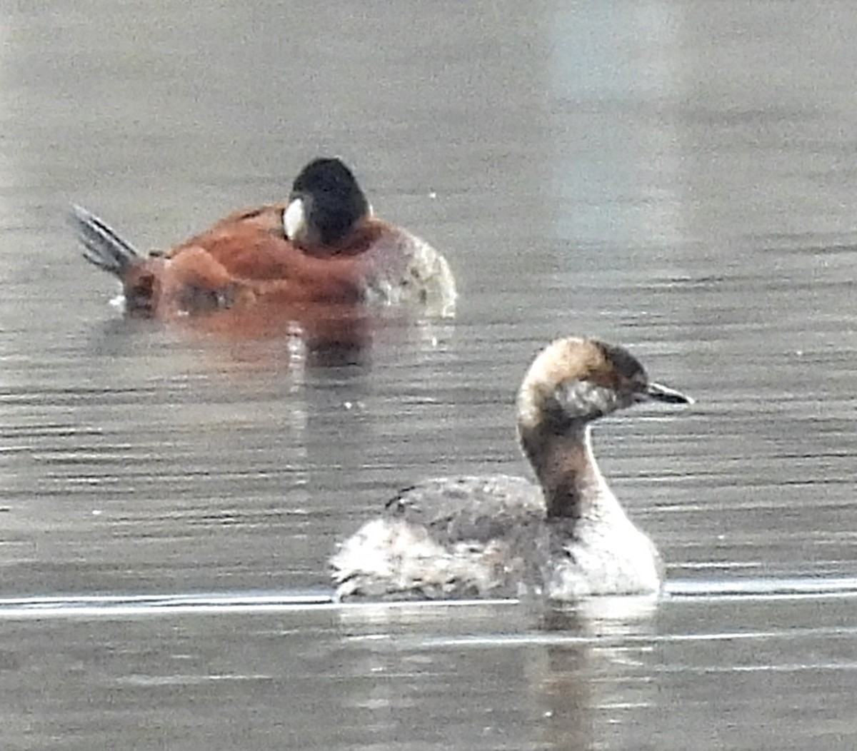 Horned Grebe - Katey Buster