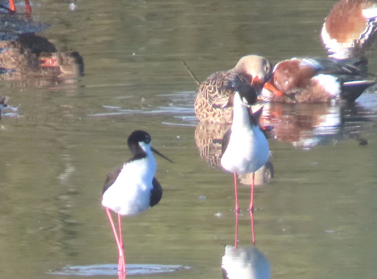 Black-necked Stilt - ML616743493