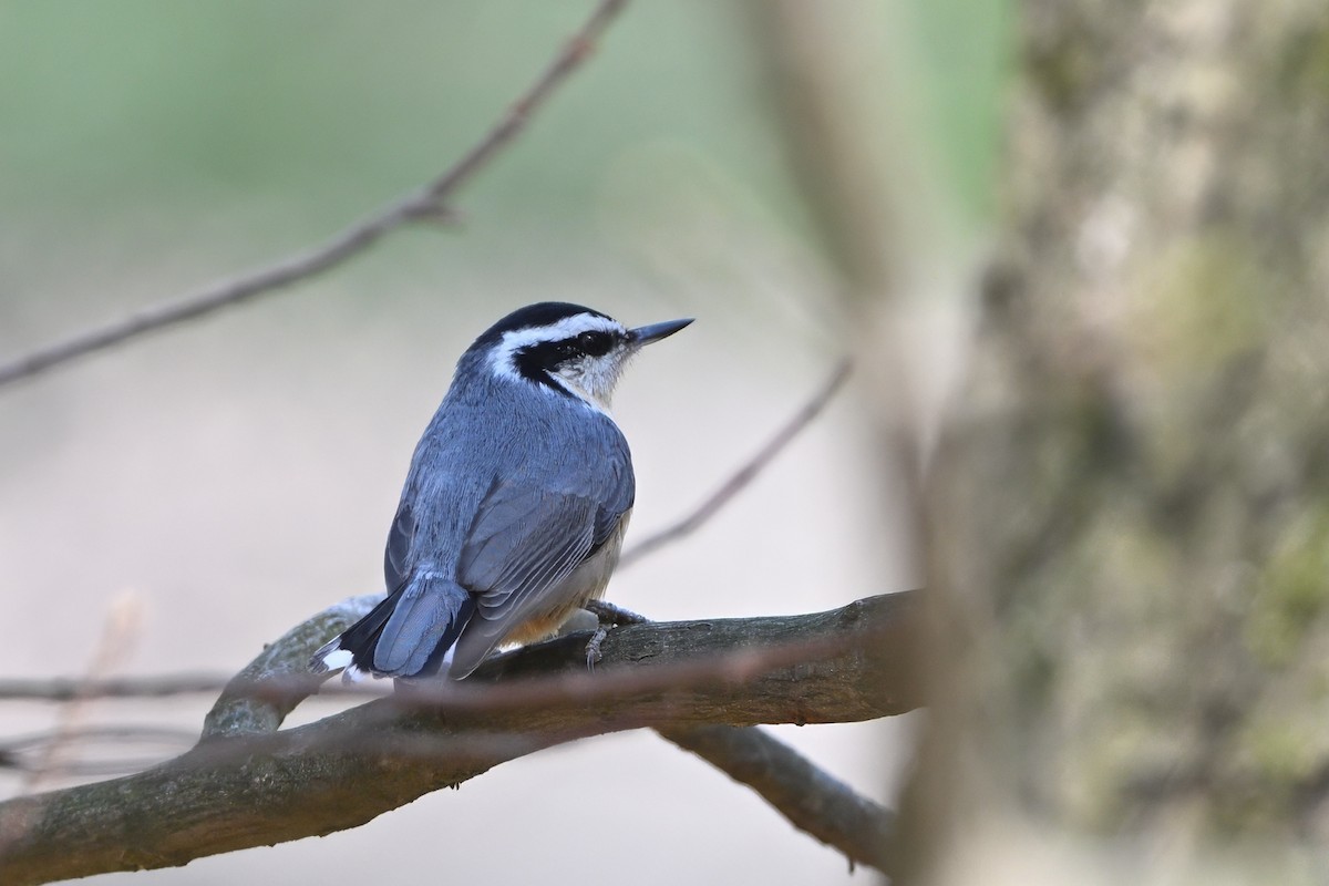 Red-breasted Nuthatch - Vern Wilkins 🦉