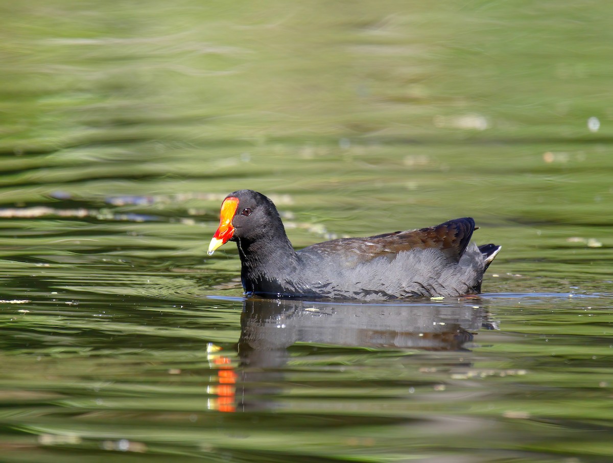 Dusky Moorhen - Craig McQueen