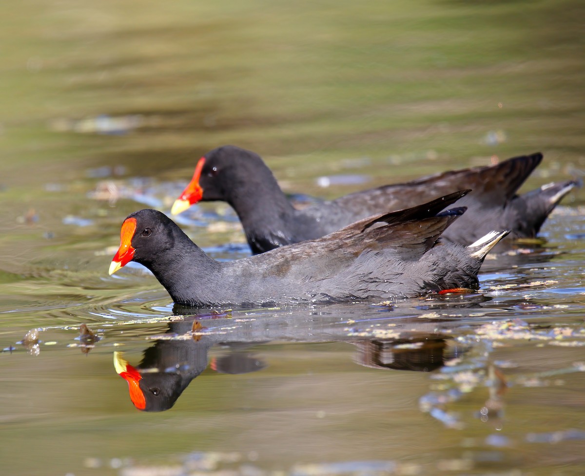 Dusky Moorhen - Craig McQueen