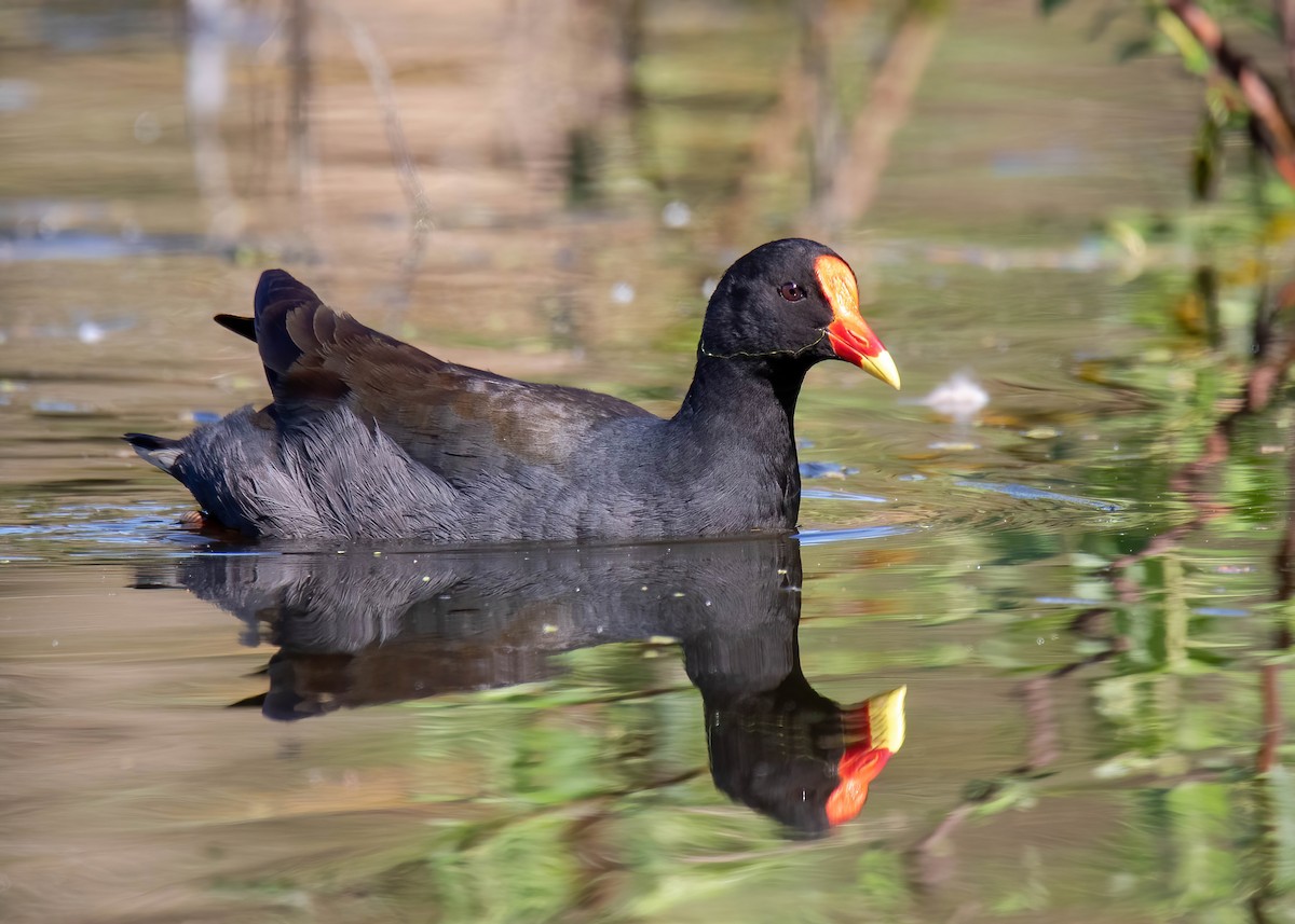 Dusky Moorhen - ML616743581