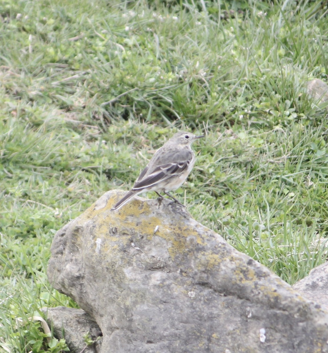 American Pipit - Nicholas Pavlesich