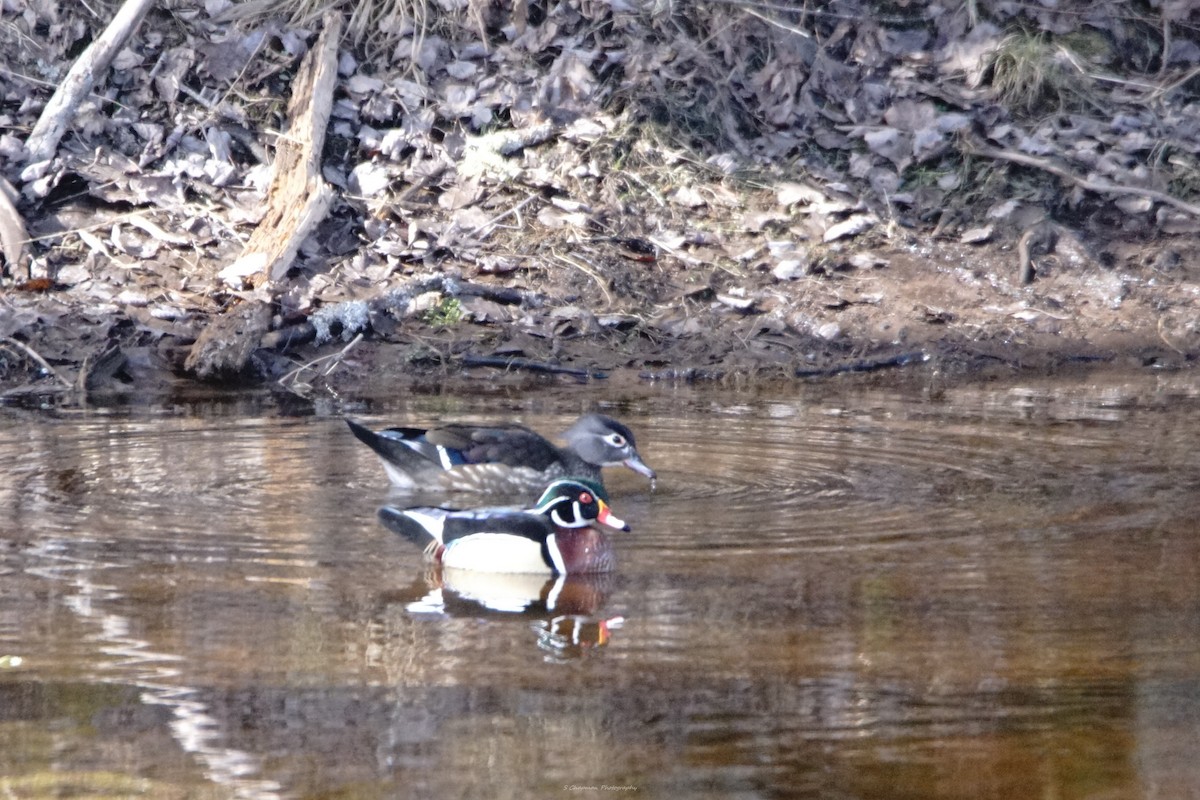 Wood Duck - ML616743619